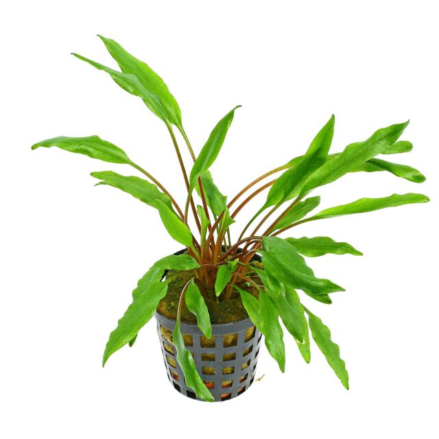 Cryptocoryne undulata 'Green'