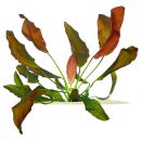 Echinodorus × barthii
