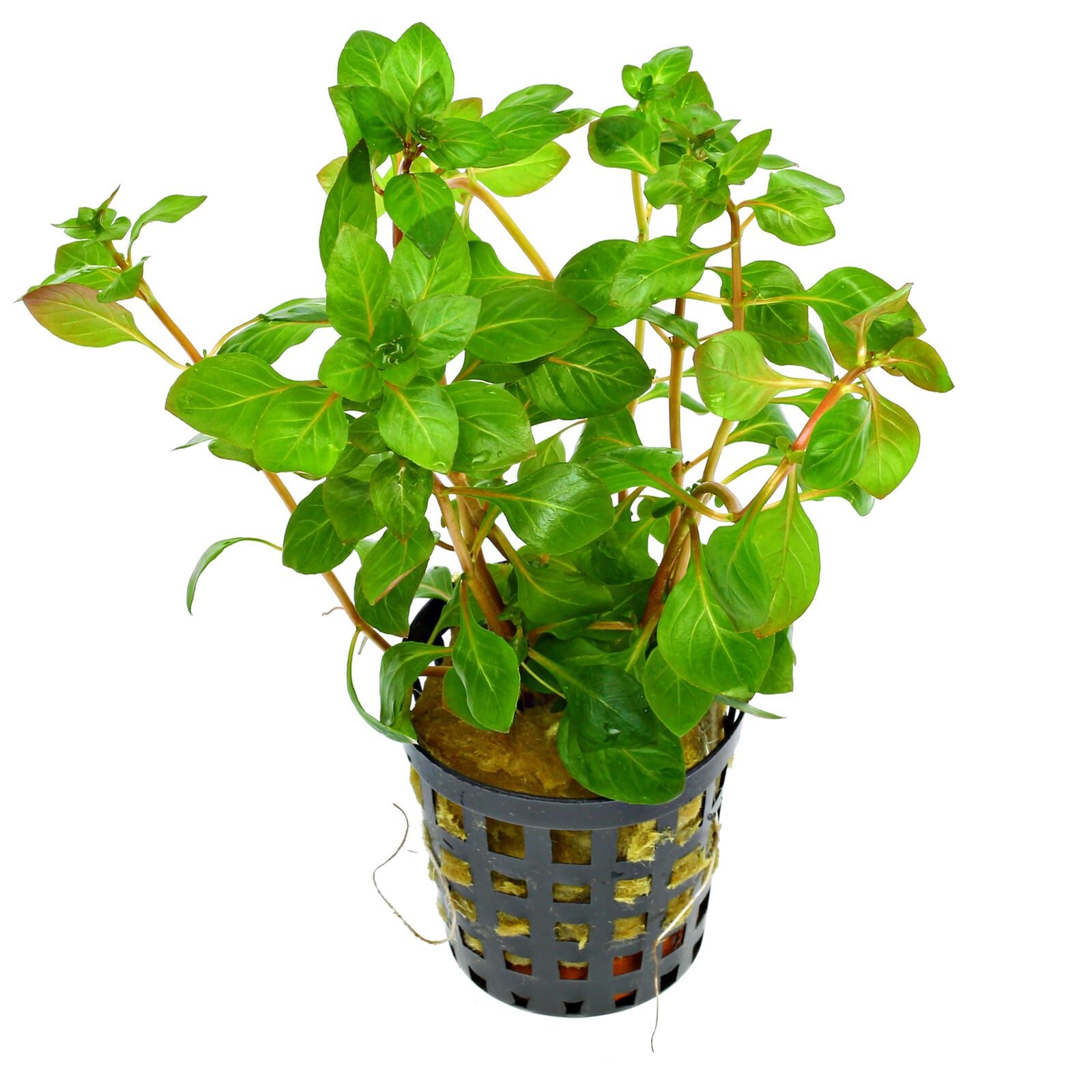 Ludwigia palustris "Red"
