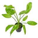 Echinodorus cordifolius Tropica Marble Queen