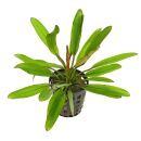 Echinodorus Red Devil - Pot