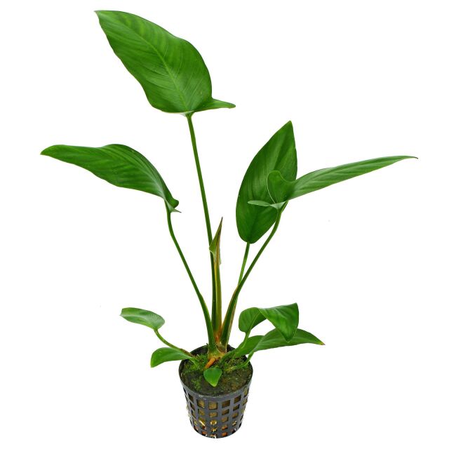 Anubias hastifolia - Pot