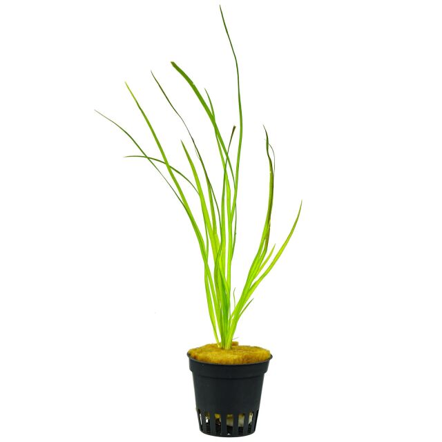 Vallisneria sp. &quot;Rubra&quot;