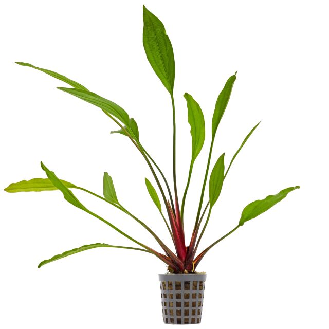 Echinodorus 'Tanzende Feuerfeder'