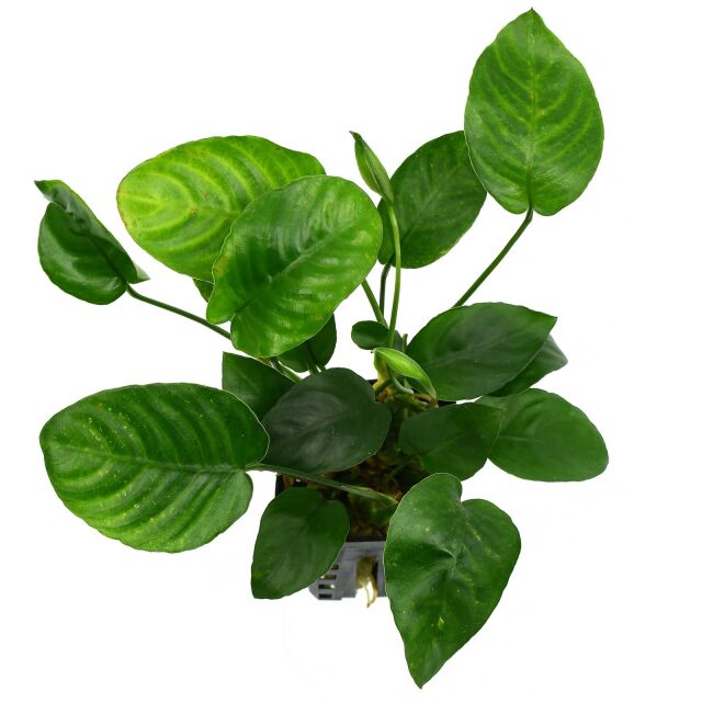 Anubias barteri var. nana 'Large'