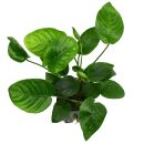 Anubias barteri var. nana Large