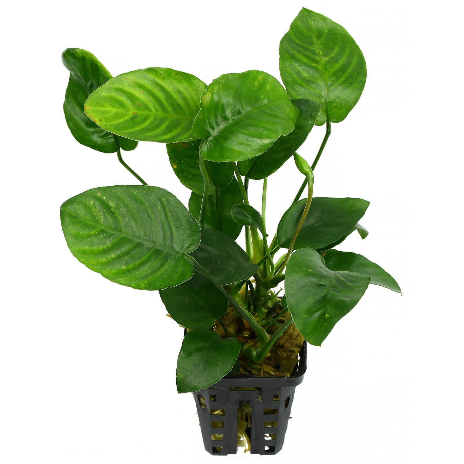 Anubias barteri var. nana 'Large'