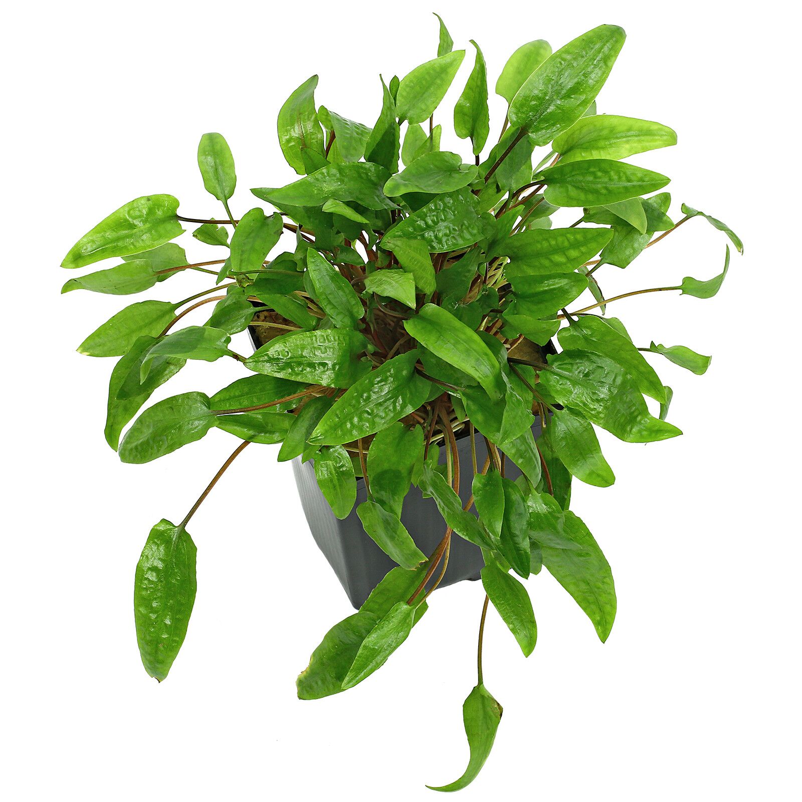Cryptocoryne wendtii &quot;Green&quot;