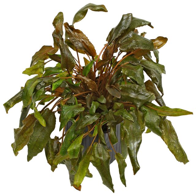 Cryptocoryne wendtii 'Tropica'