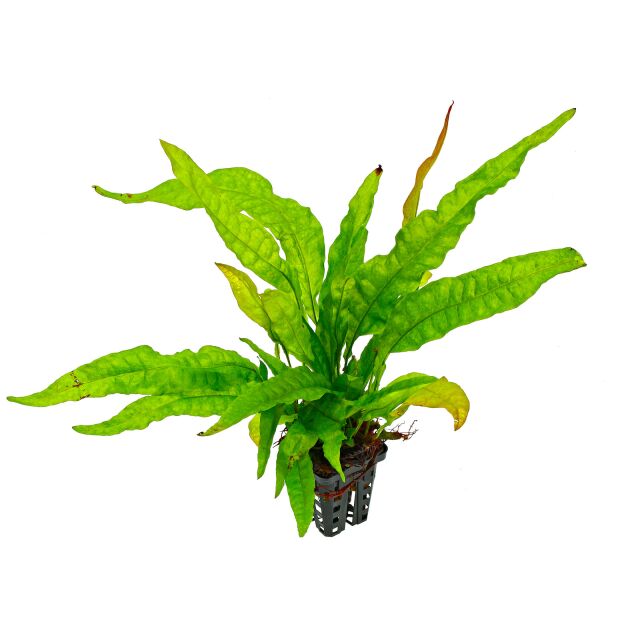 Microsorum pteropus 'Greens' - Pot