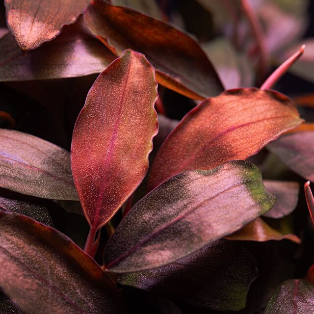 Bucephalandra sp. &quot;Bronze Tricolor&quot;