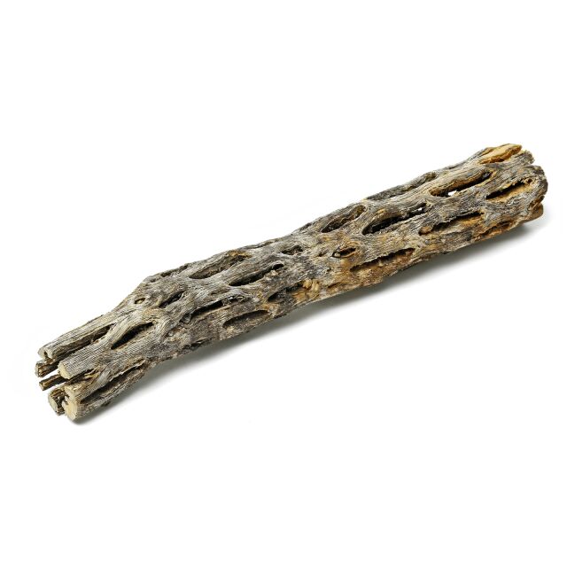 Cholla Wood - 15 cm
