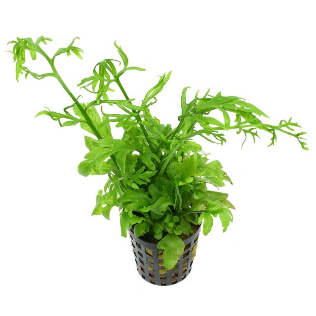 Ceratopteris cornuta - Pot