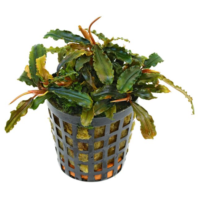 Bucephalandra sp. "Catarina" - Pot