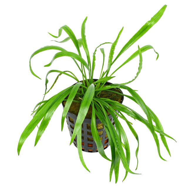 Cryptocoryne spiralis var. caudigera - Pot