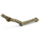 Cholla Wood bent - 50 cm