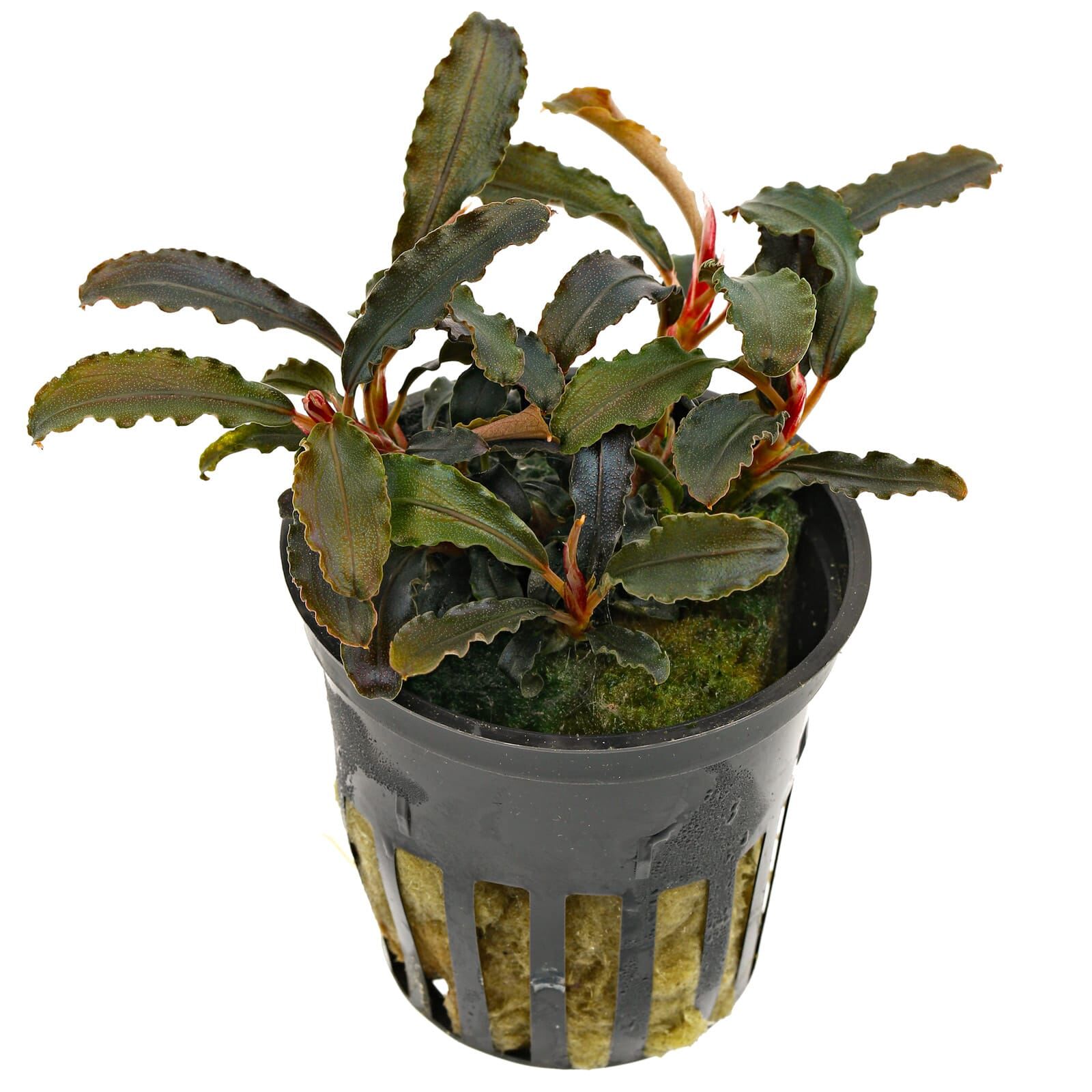 Bucephalandra sp. 