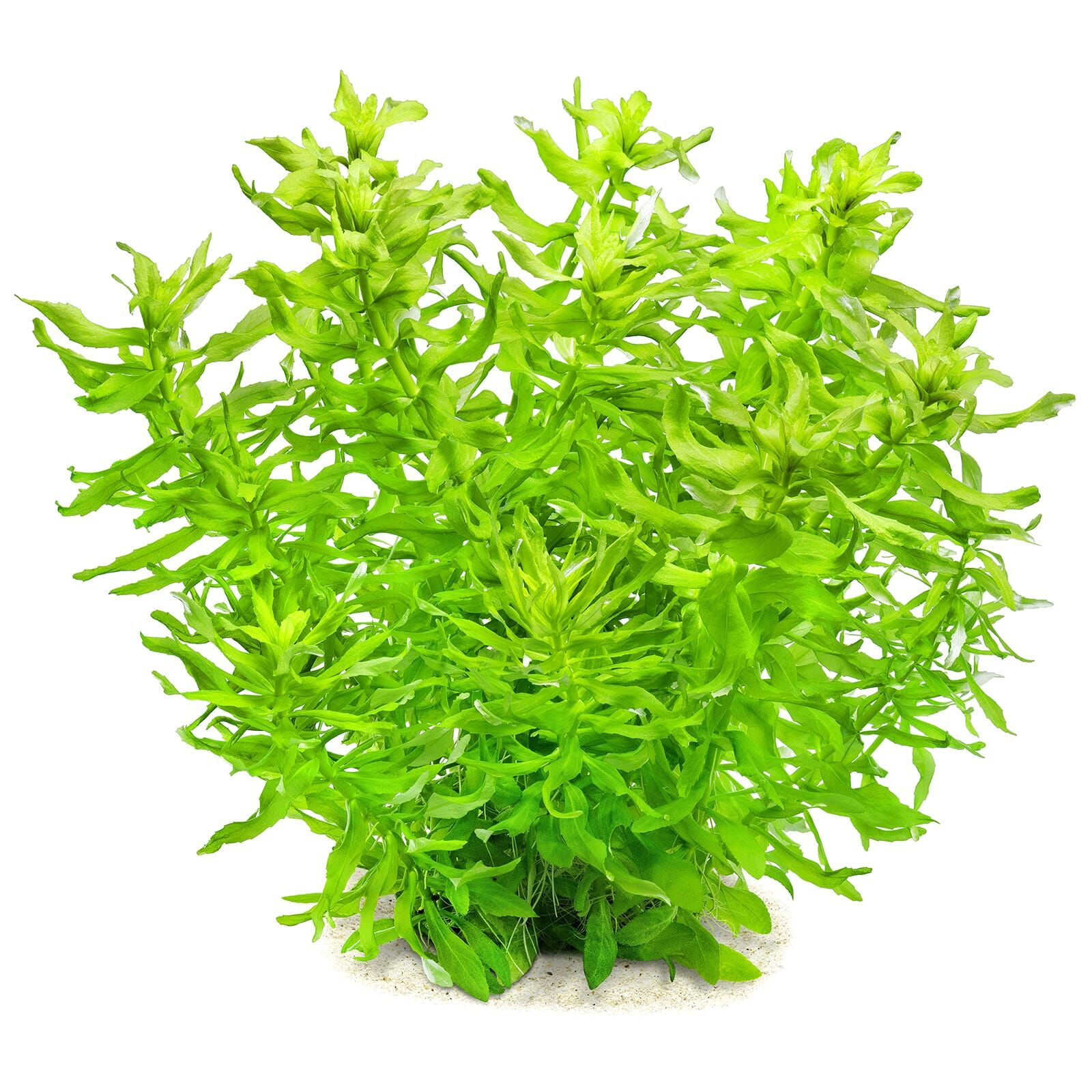 Limnophila aromatica "Wavy"