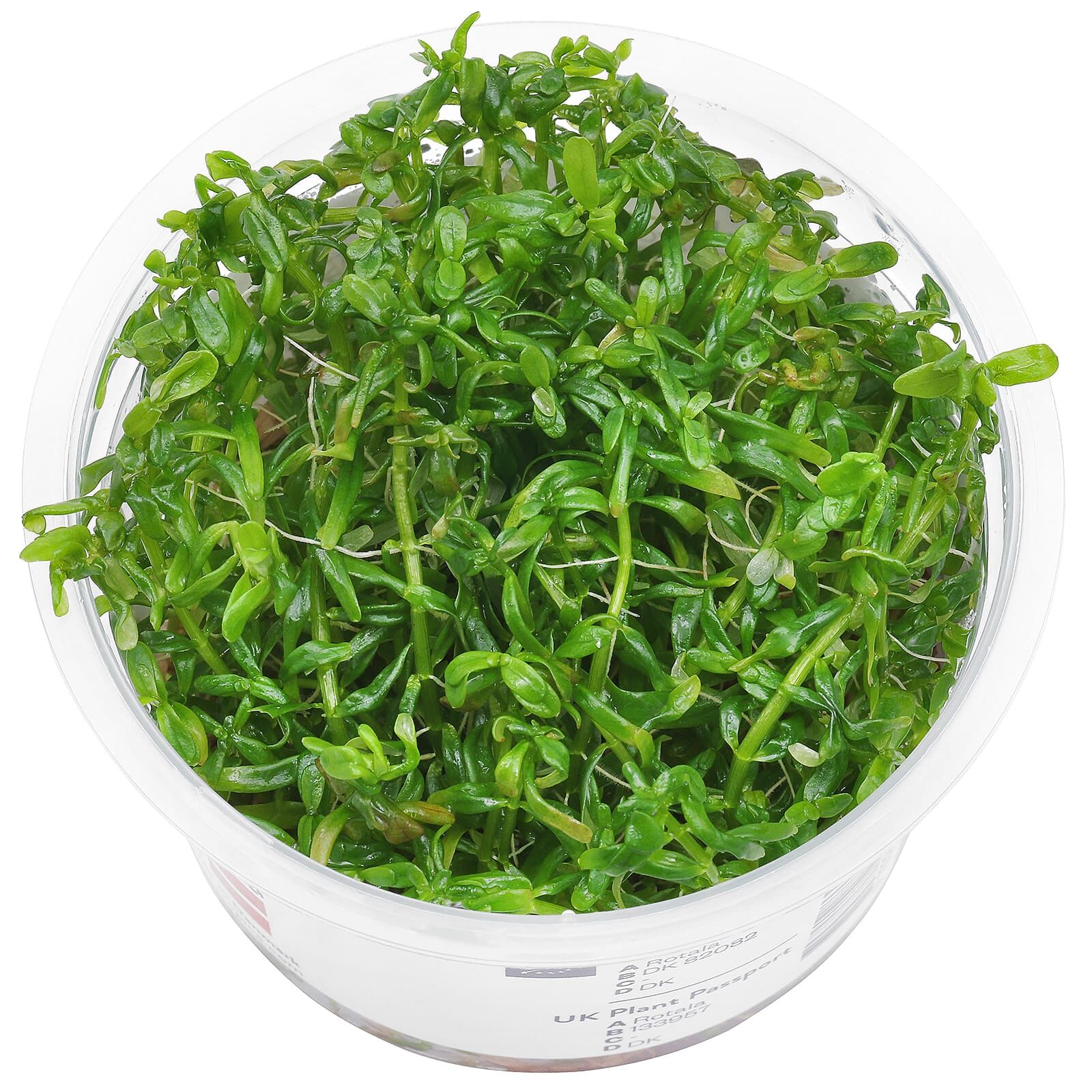 thumbnail image 2 of Rotala Rotundifolia Green – Aqua Green Tunisia 2 of 14