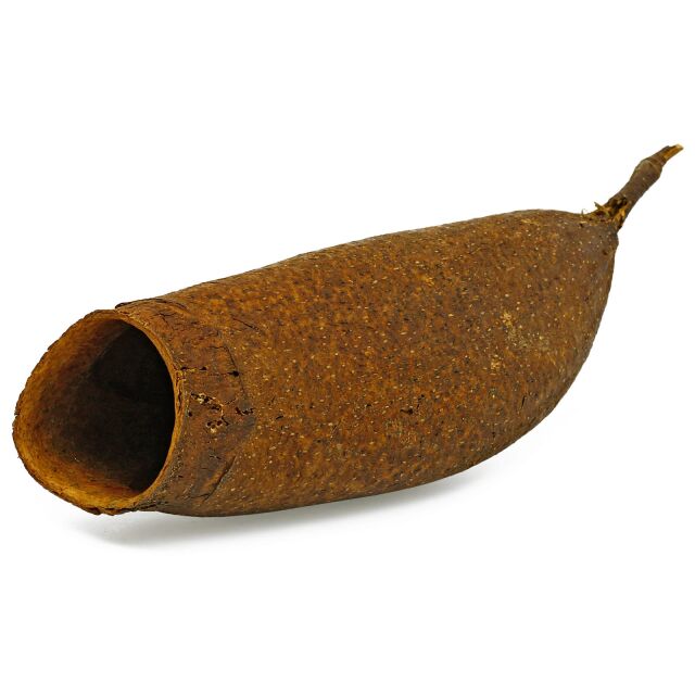 Serafino Shrimp Cave