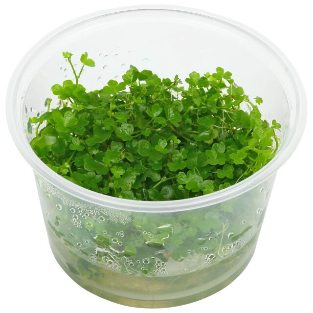 Hydrocotyle tripartita &quot;Mini&quot;