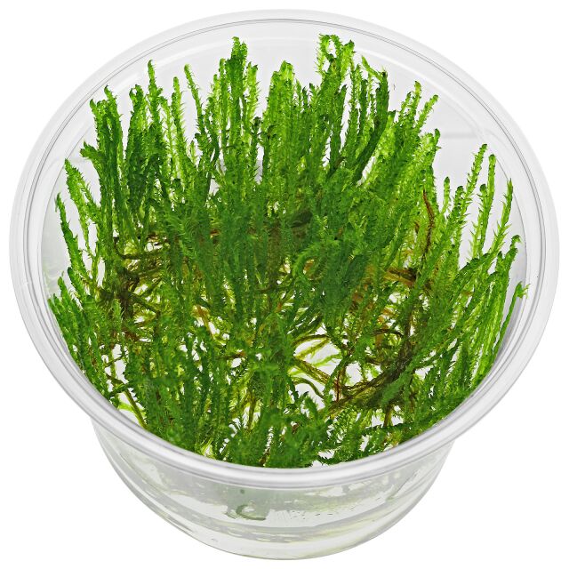 Taxiphyllum alternans &quot;Taiwan Moss&quot;