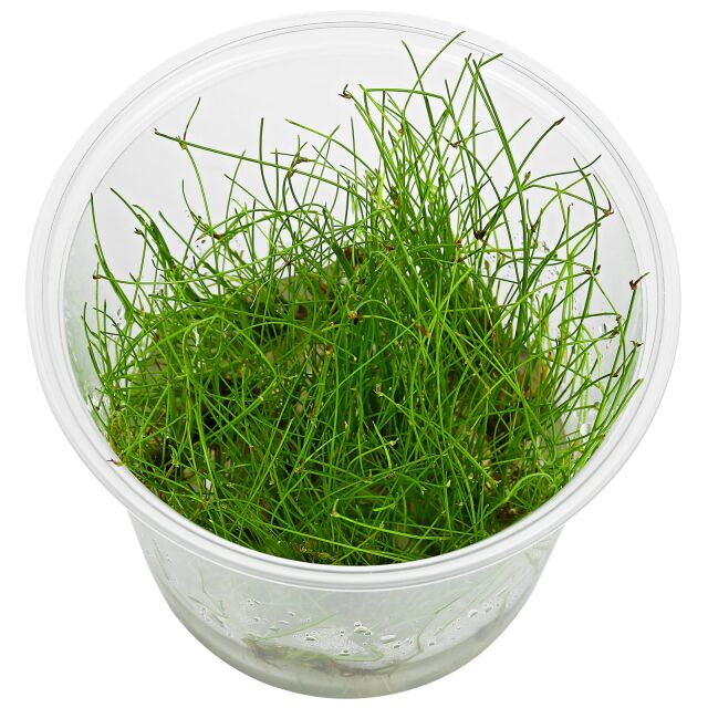 Eleocharis vivipara - in Vitro