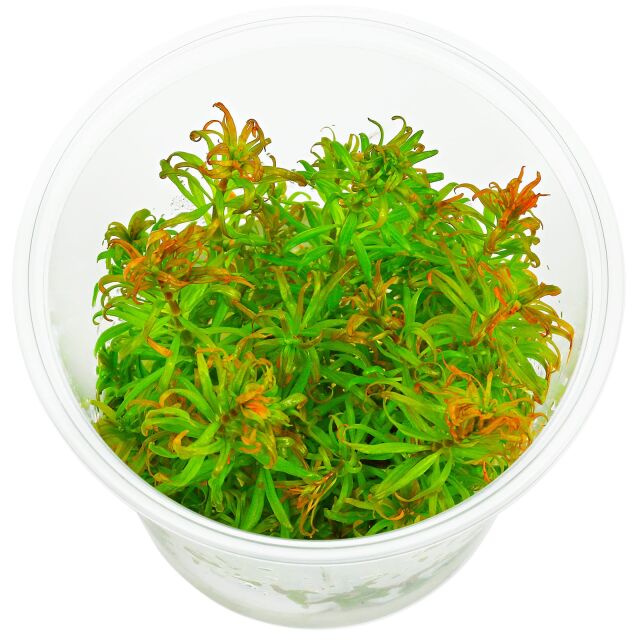 Ludwigia inclinata var. verticillata 'Pantanal' - in Vitro