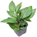 Anubias heterophylla - Mother plant - XXL pot