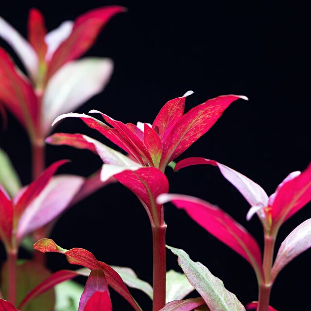 Alternanthera reineckii &quot;Kleines Papageienblatt&quot;