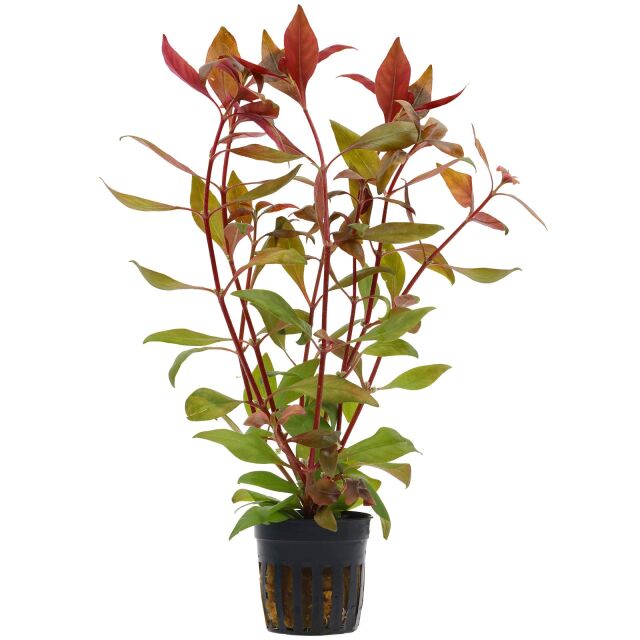 Alternanthera reineckii "Kleines Papageienblatt"