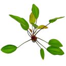 Echinodorus Ipica - Pot