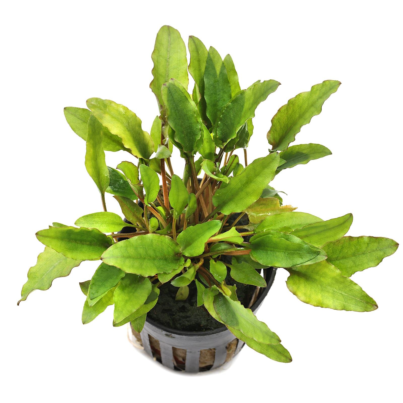 Cryptocoryne Wendtii Green Gecko Aquasabi Aquascaping Shop Cryptocoryne Wendtii Green Gecko Aquasabi Aquascaping Shop
