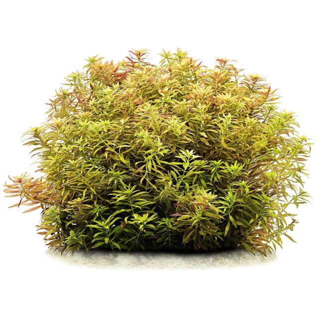 Limnophila cf. hippuridoides "Mini"