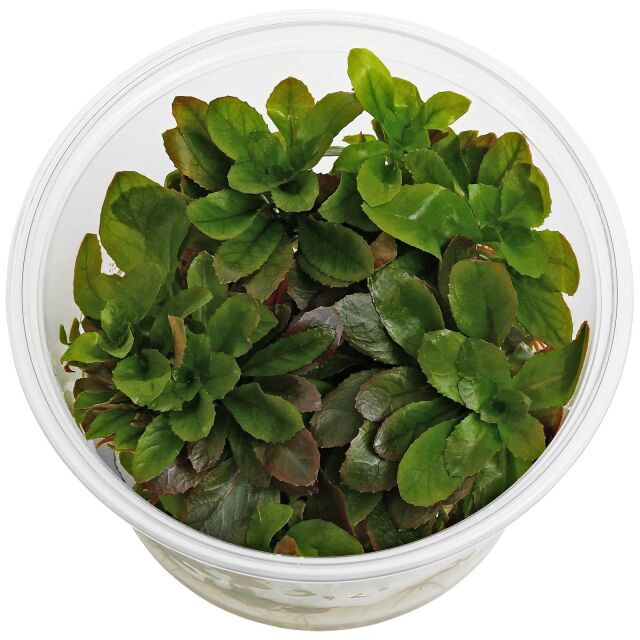 Ludwigia sphaerocarpa