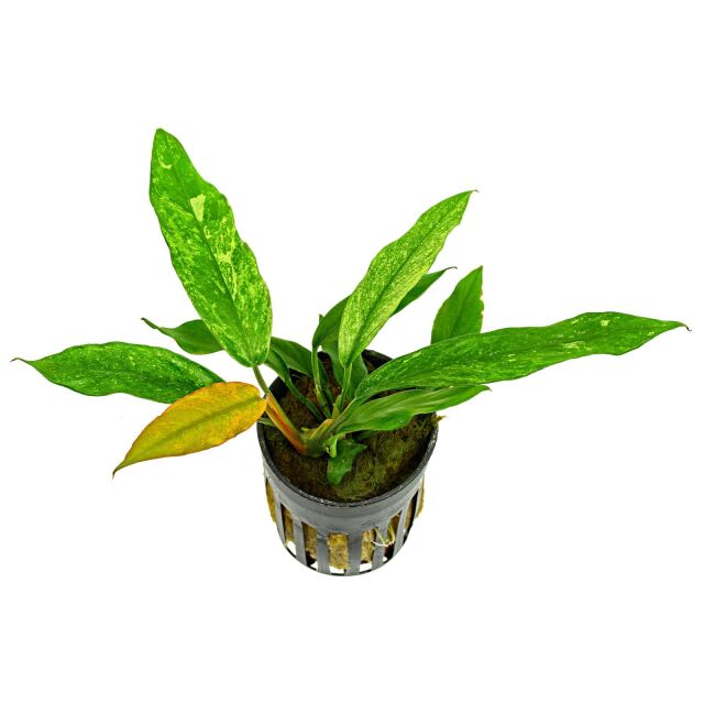 Anubias barteri var. glabra 'Variegated' - Pot