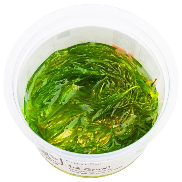 Najas guadalupensis 'Guppy Grass'