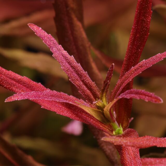 Limnophila aromatica "Mini"