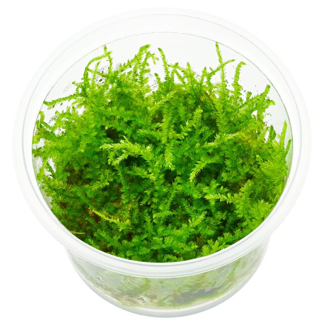 Vesicularia sp. &quot;Mini Christmas Moss&quot; - in Vitro