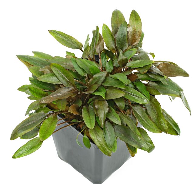 Cryptocoryne wendtii &quot;brown&quot;