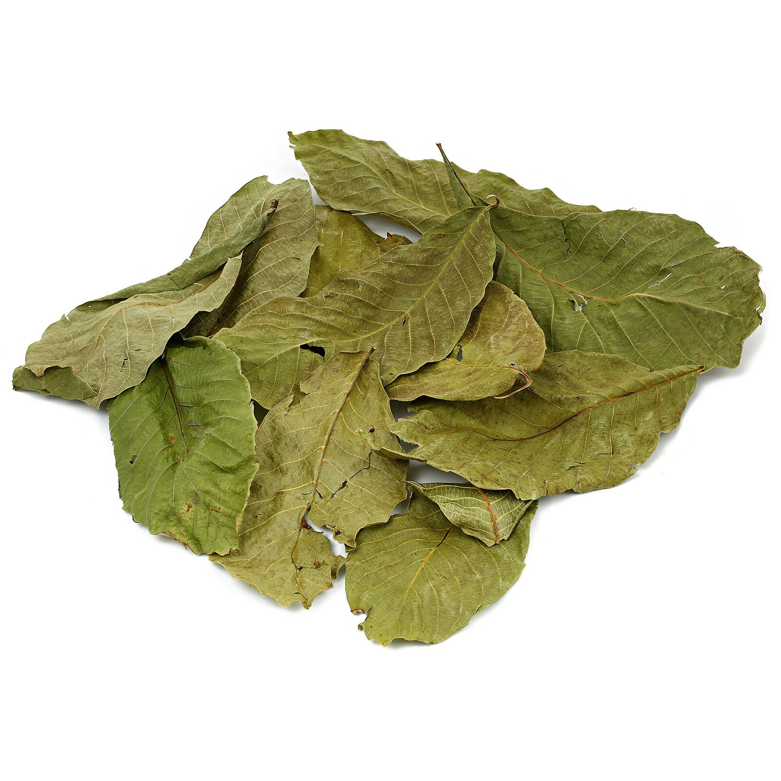 Walnut Leaves - Green