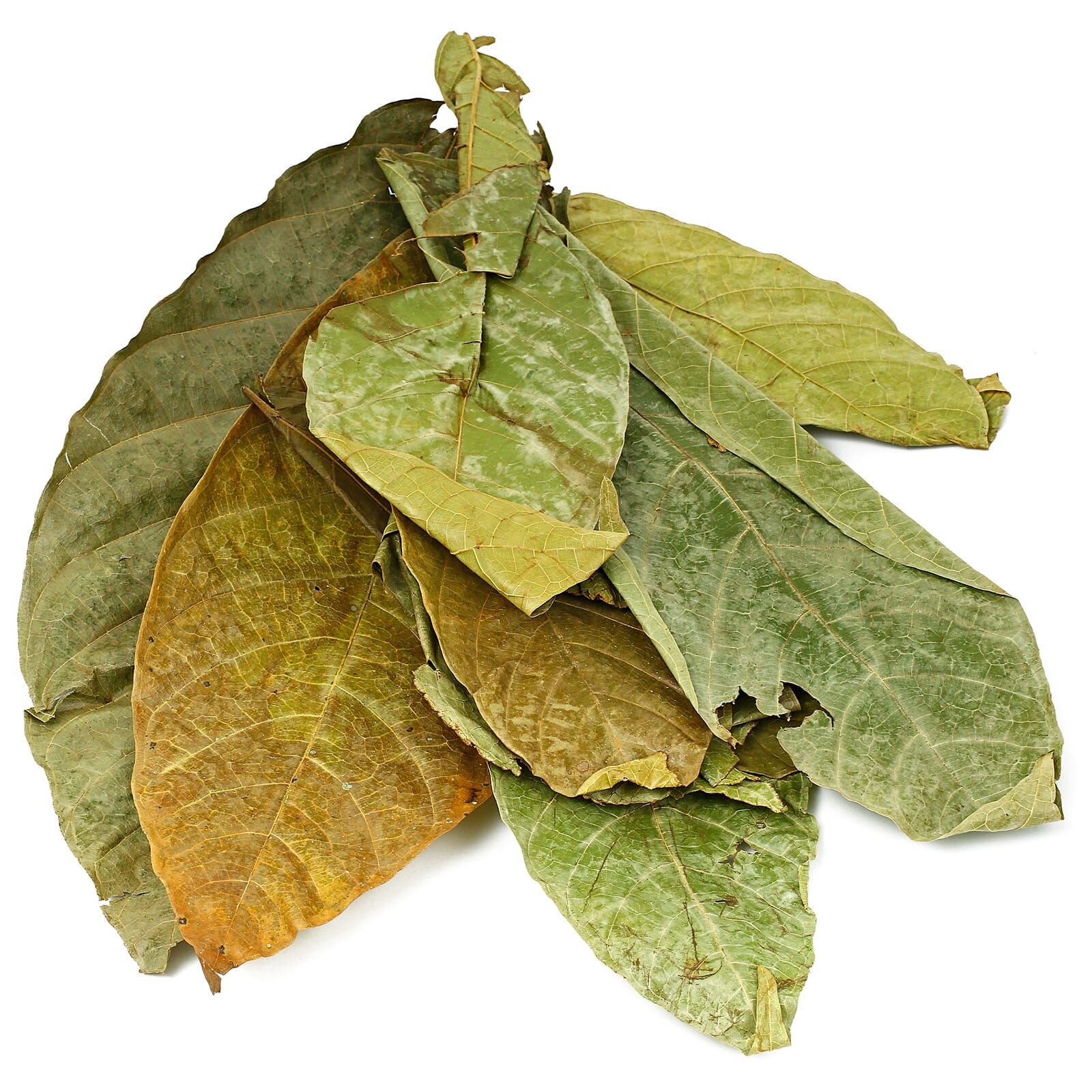 Cocao Leaves - Green - 10x