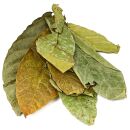 Cocao Leaves - Green - 10x