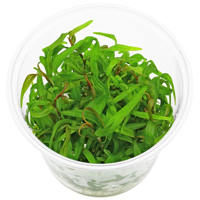 Persicaria sp. &quot;Pak Chong&quot; - in Vitro