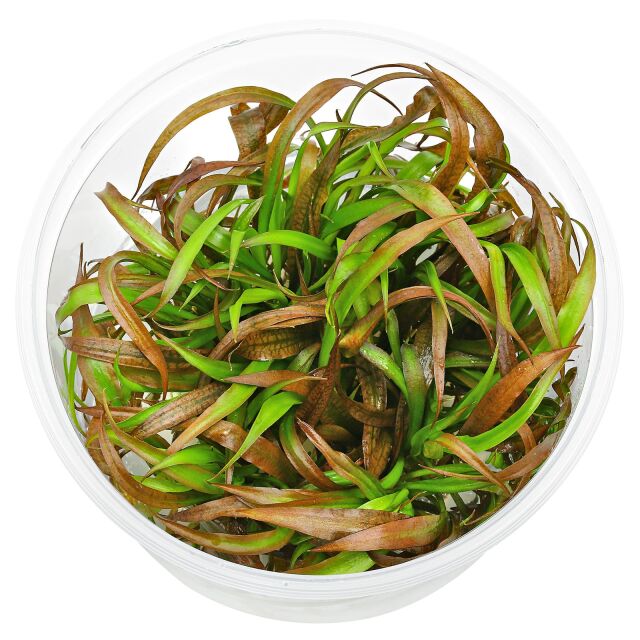 Cryptocoryne spiralis 'Red' - in Vitro XL