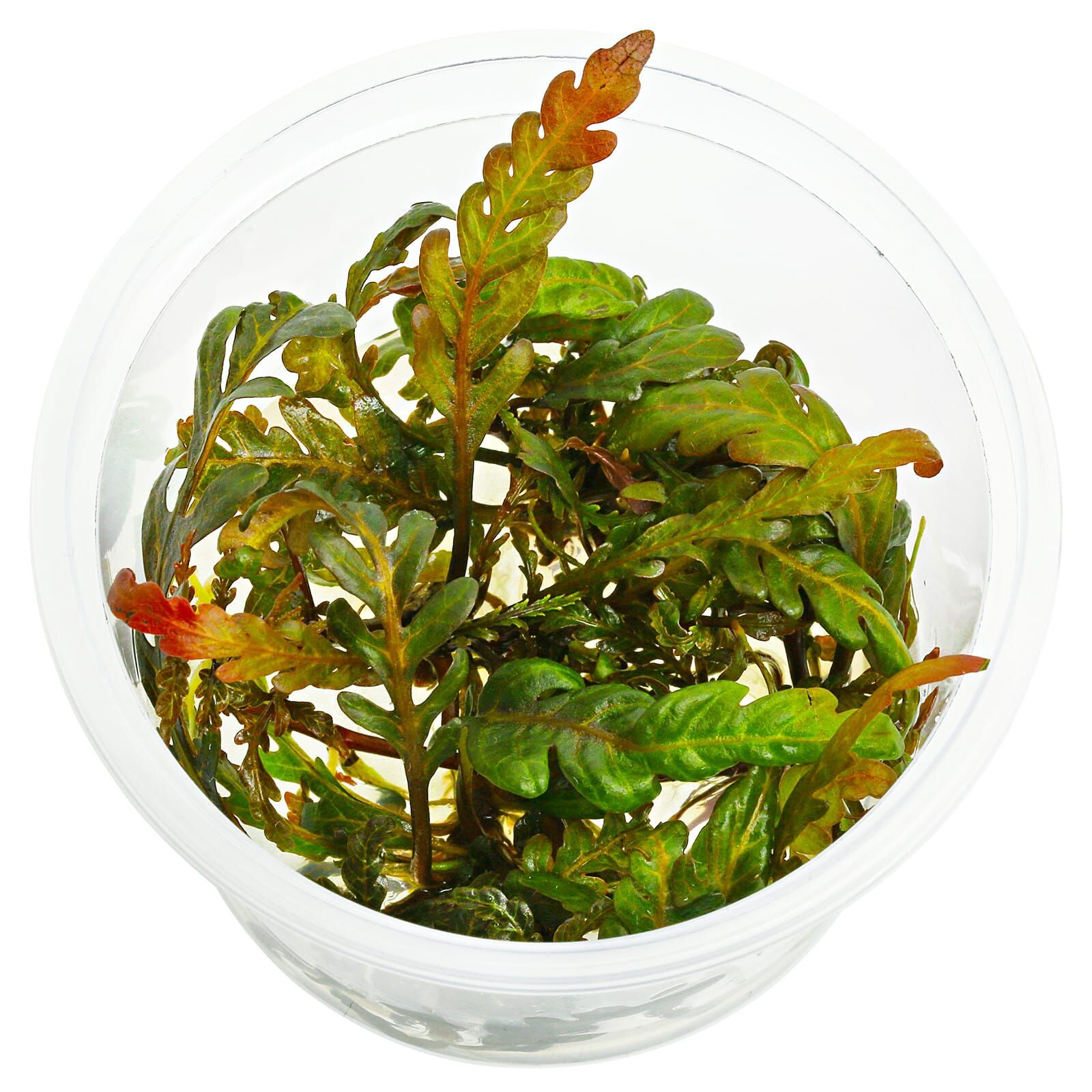 Hygrophila pinnatifida 'UK'