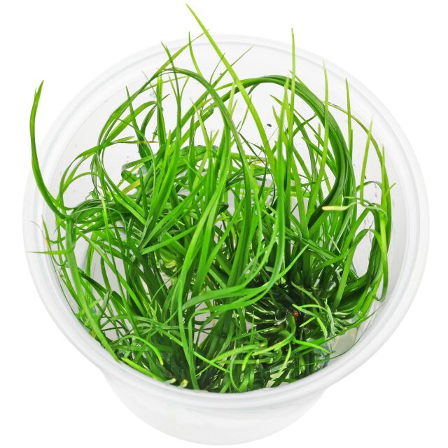 Eriocaulon breviscapum