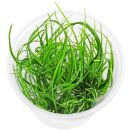 Eriocaulon breviscapum - in Vitro