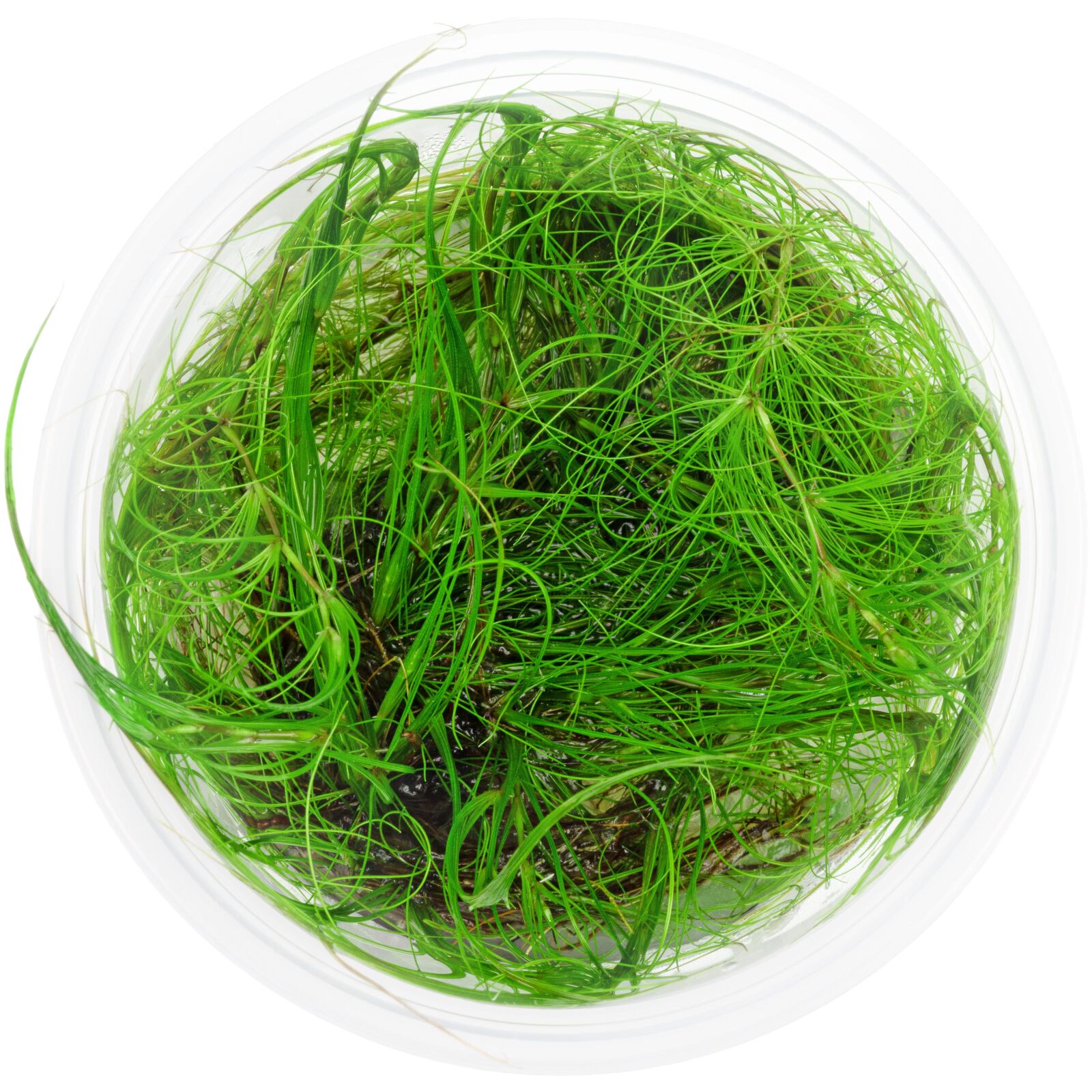 Eleocharis fluctuans