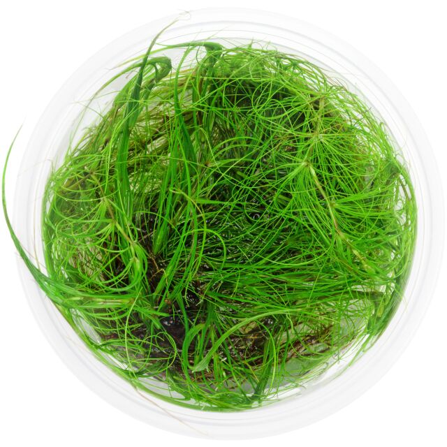 Eleocharis fluctuans